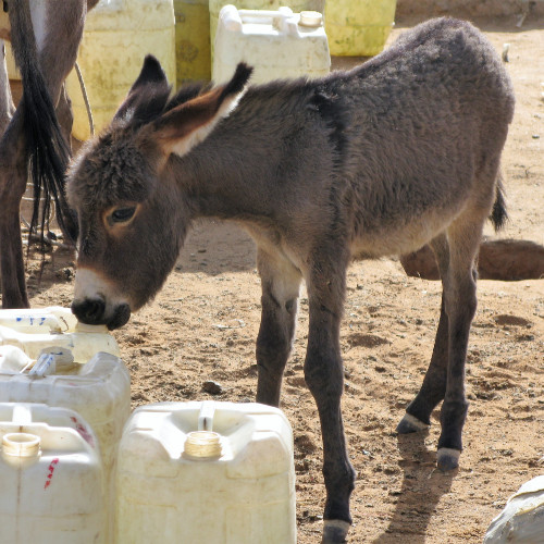 Donkey foal with water cans (edited-Pixlr)