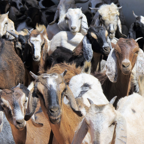 El Faki Ali - goats close up good photo (edited-Pixlr)