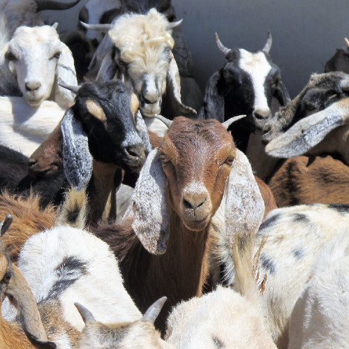 Goats Kids for Kids