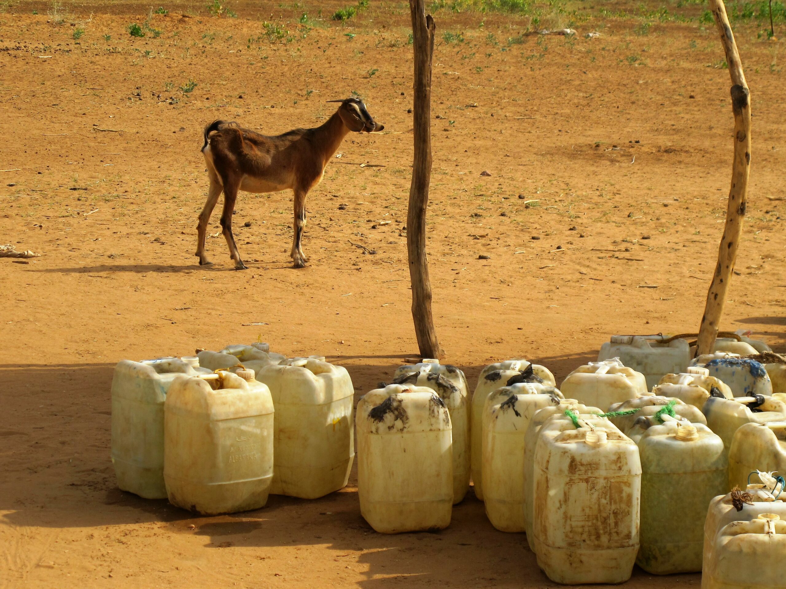 goat behind water cannisters – good photo