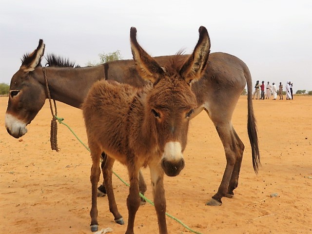 donkey and foal close up