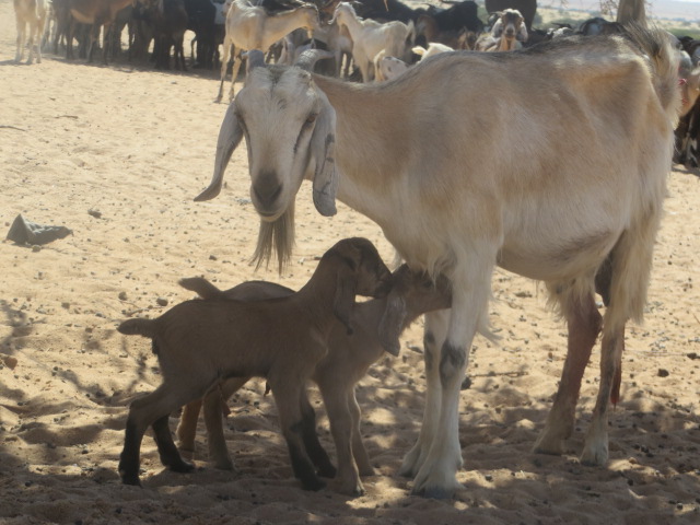 Baby Goats with Mommy Goat